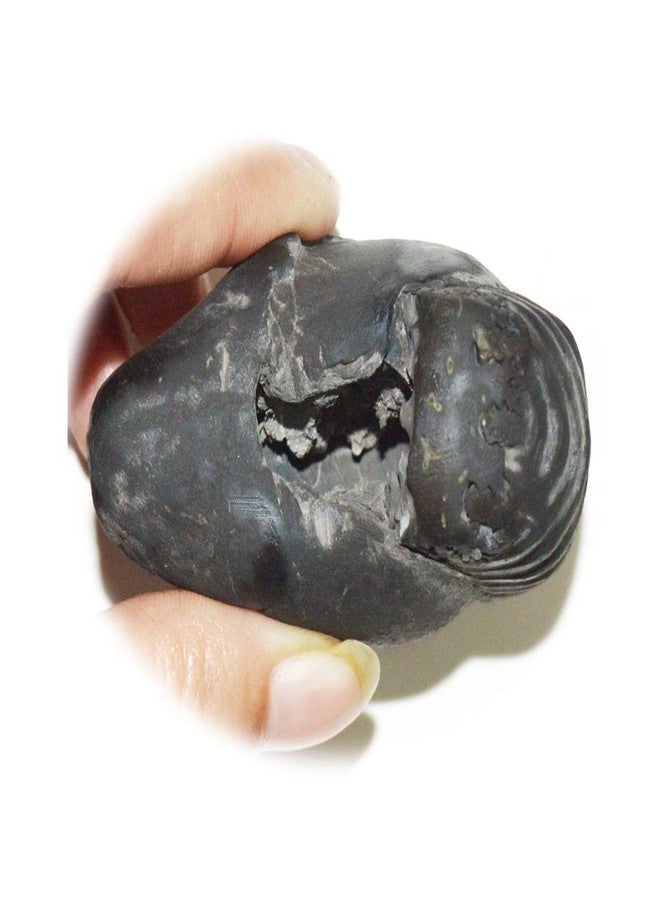 غلوبال العالمية الأصلية Hiranyagarbha Shaligram Shila Origin Gandaki River نيبال أيدول لورد فيشنو، تولسي بوجا - Image 1